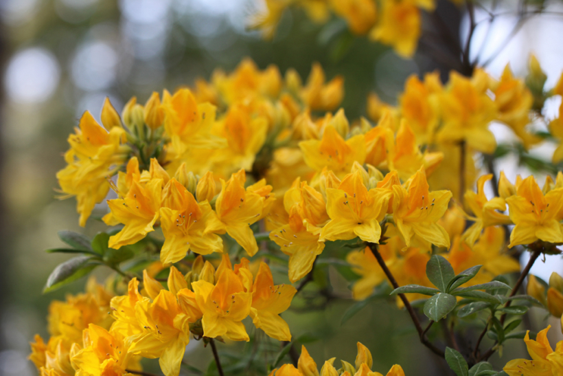  "Slava Ukrainai". 2,5 m augsts krūms. Zied ļoti bagātīgi maija beigās, jūnija sākumā ar smaržīgiem, koši dzelteniem ziediem. 
