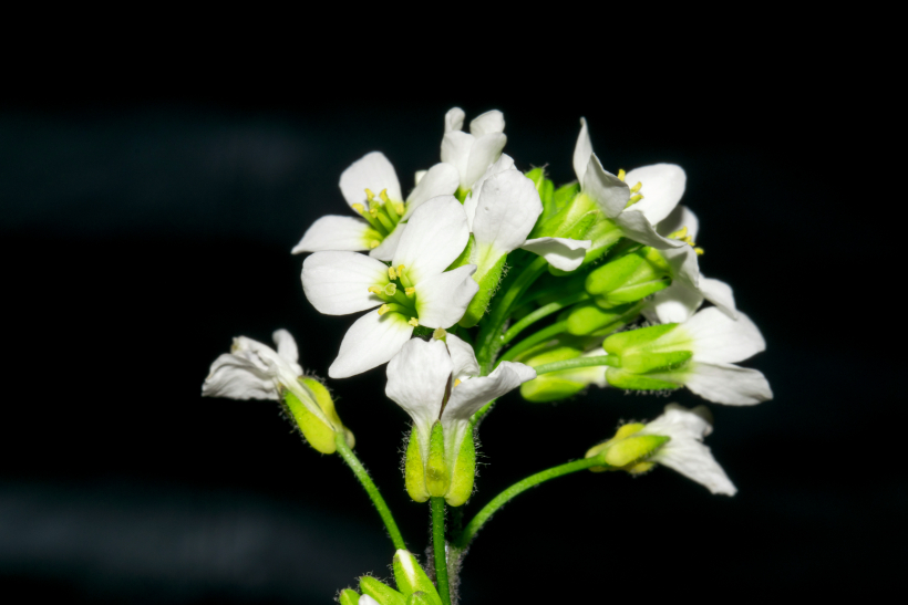 Sīkplikstiņš Arabidopsis thaliana.