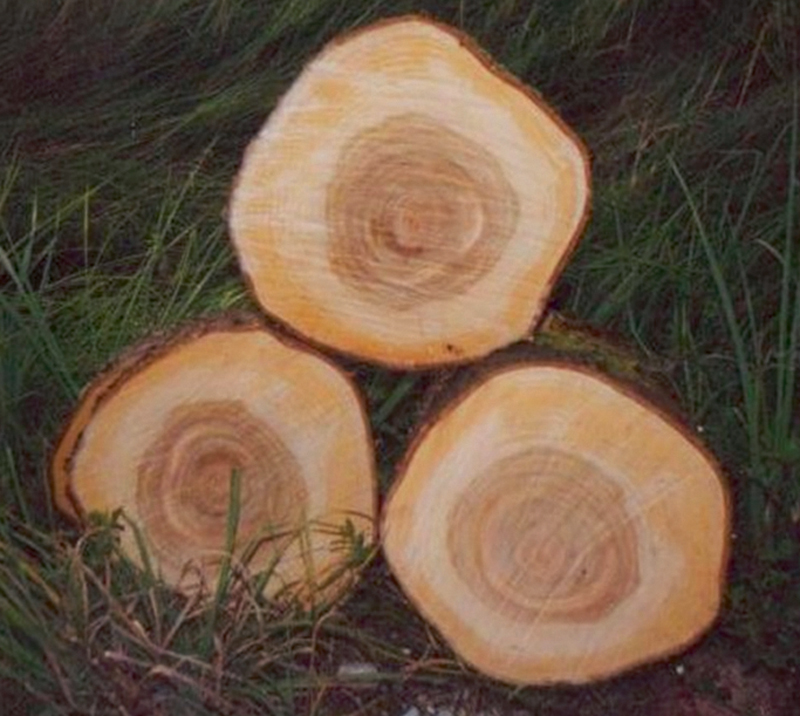 30 gadus veca ķirša koksne Saldus novada Jaunlutriņos - H=27m, D1,3=32cm.