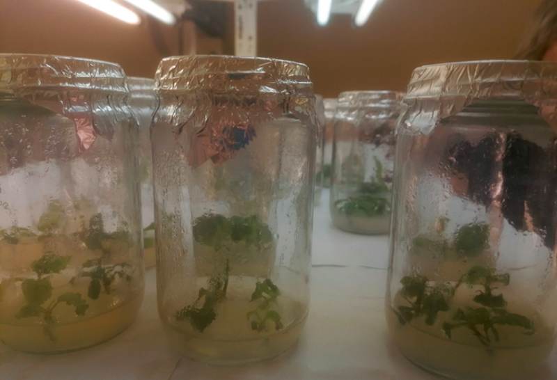 Spraudeņi, sagatavoti mikroklonālajai pavairošanai in vitro, "Silavas"augu fizioloģijas laboratorija.