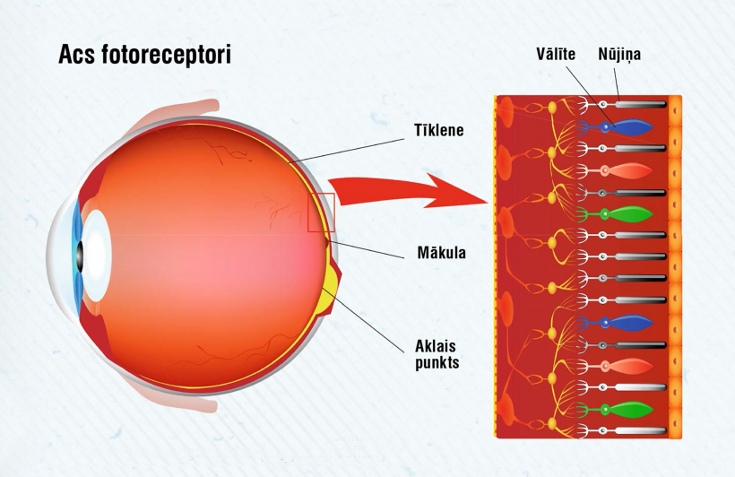 Acs fotoreceptori. Shēmā pa labi – tīklenes šķērsgriezums. Gaismai krītot, tā iziet cauri visām nervu šūnu kārtām un sasniedz gaismjutīgās šūnas (nūjiņas un vālītes).
