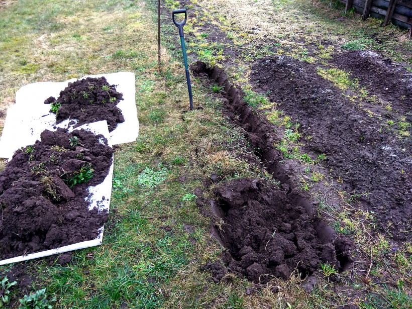 Ja topošās dobes vietā laba augsne, tad vispirms norok velēnas, ko izmantos, veidojot kārtas.