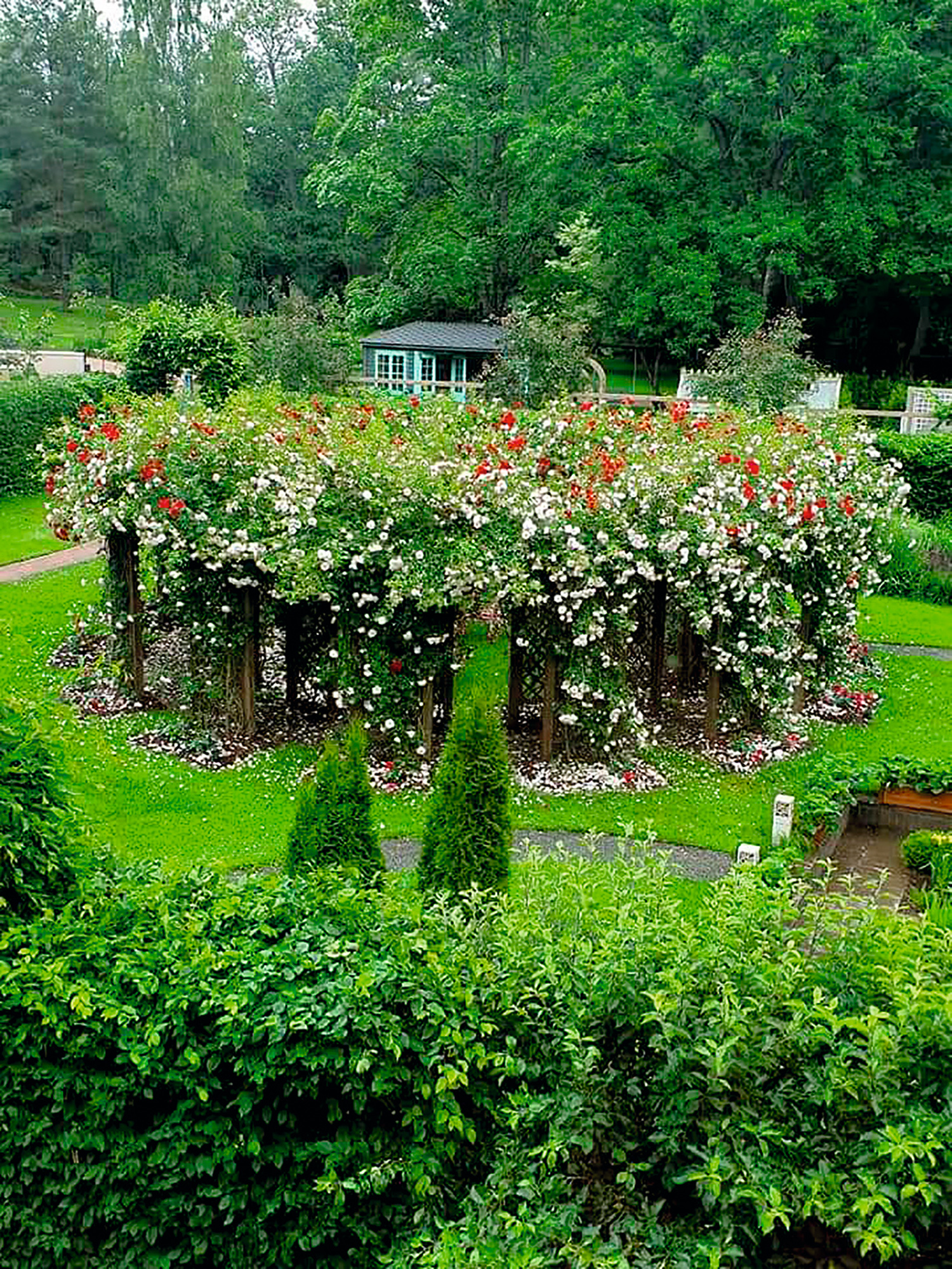 Rožu pergola, kuru ar dārza saimnieces atļauju brauca lūkot Latvijas vadošie rožu audzētāji.