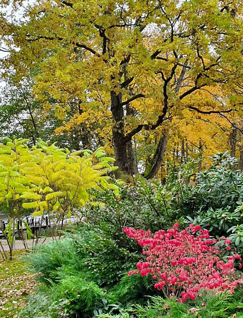 Brīvi augošas formas koki un krūmi rudens rotā.