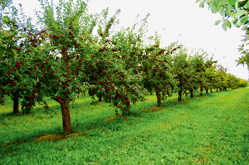 Labi koptas vecākas ābeles dārzā uz sēklaudžu potcelmiem mūsdienās.