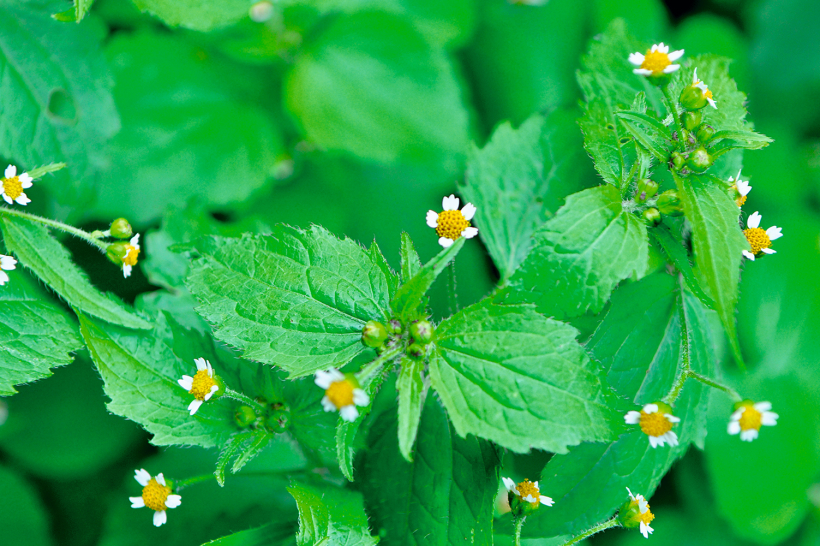 Sīkziedu sīkgalvīte.