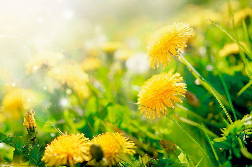 Ārstniecības pienene.