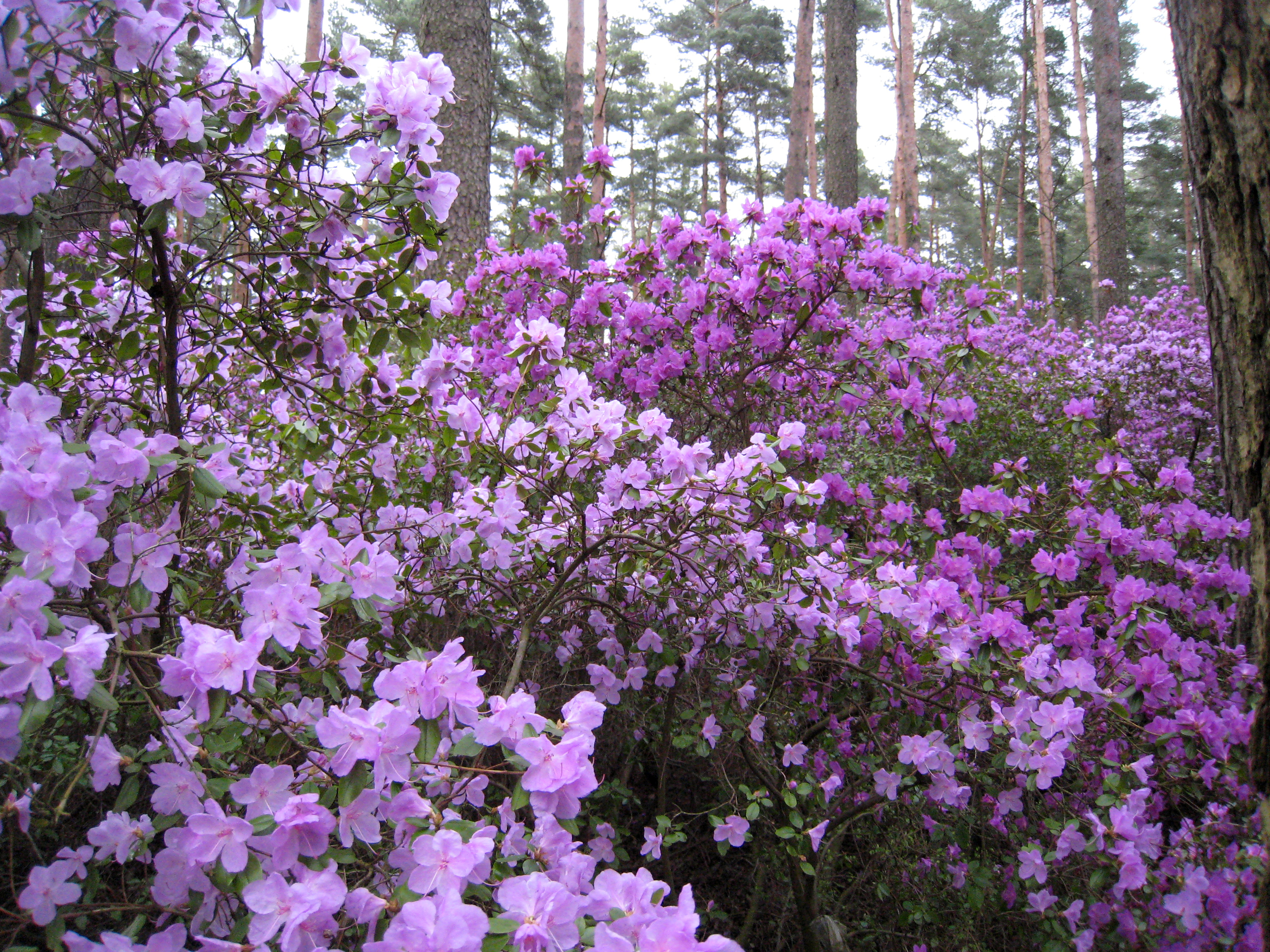 'Ledebūra' rododendrs.