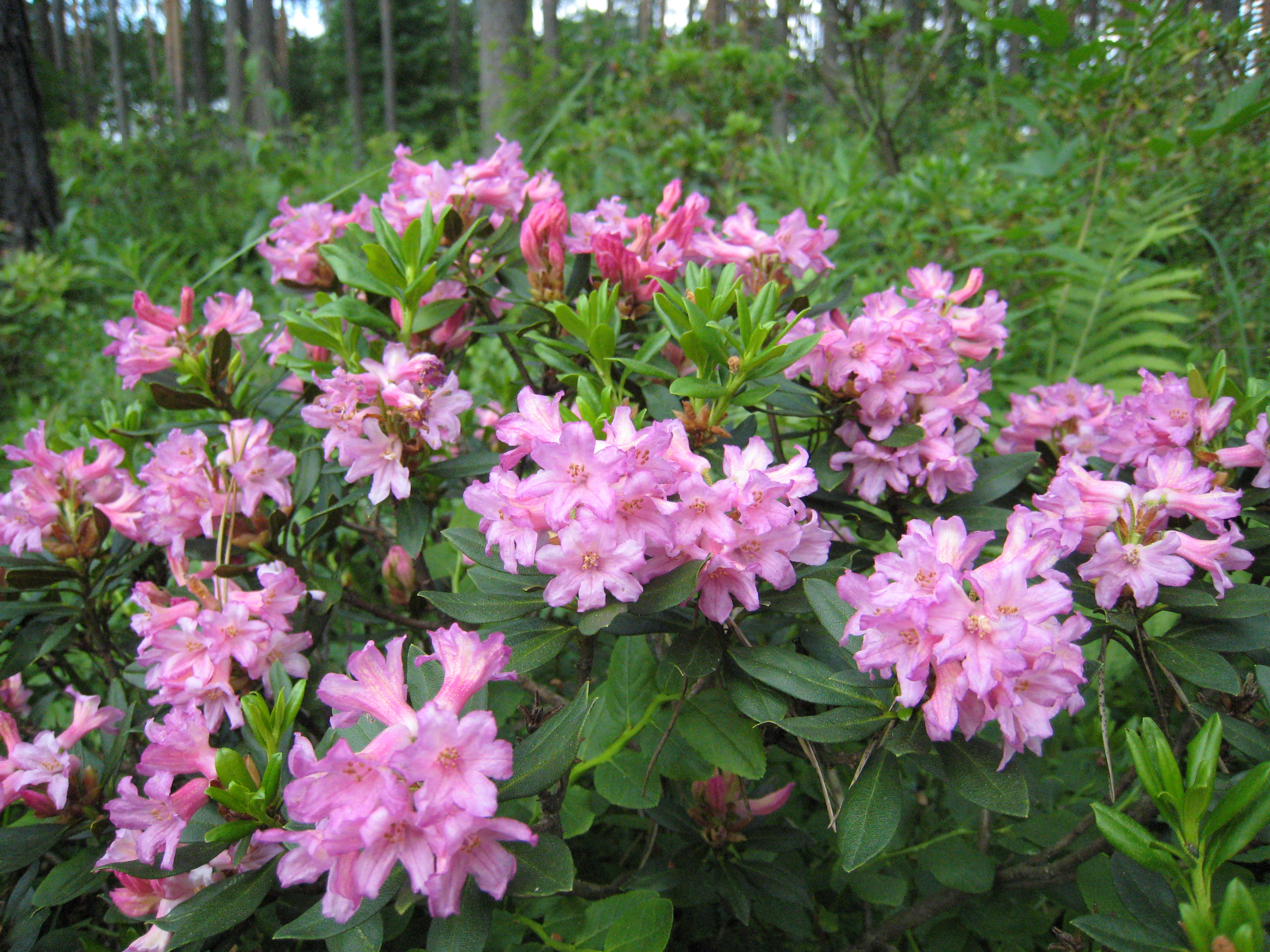 'Rudais rododendrs'.