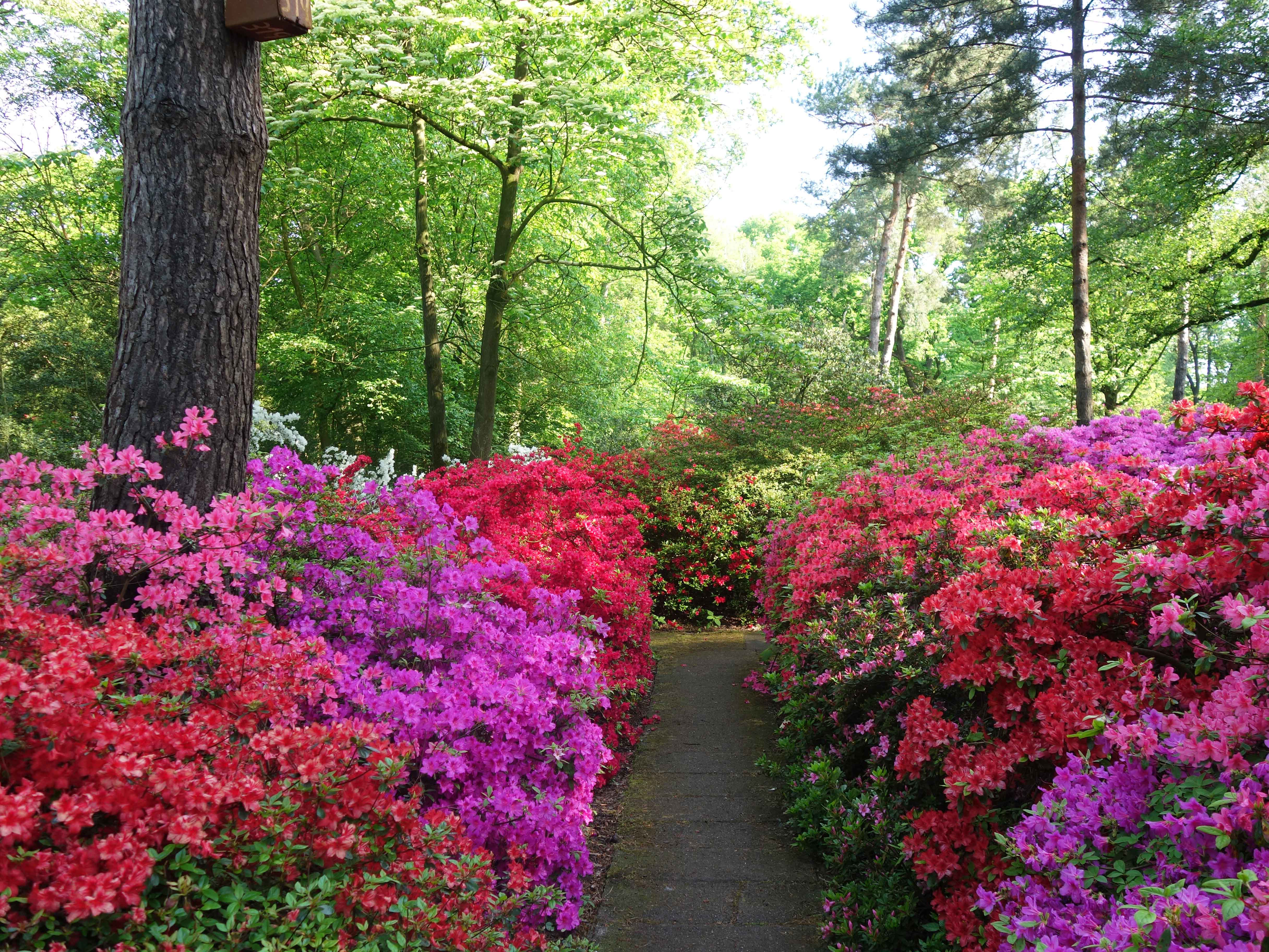 Japānas acālijas Brēmenes rododendru parkā.