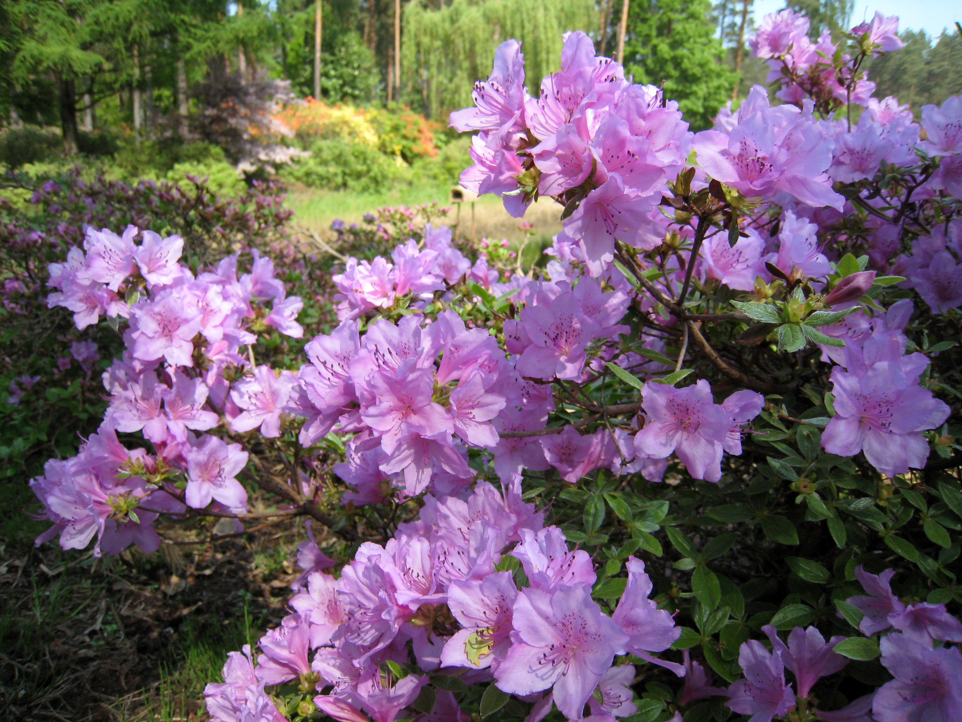 Pukhaņas rododendrs.