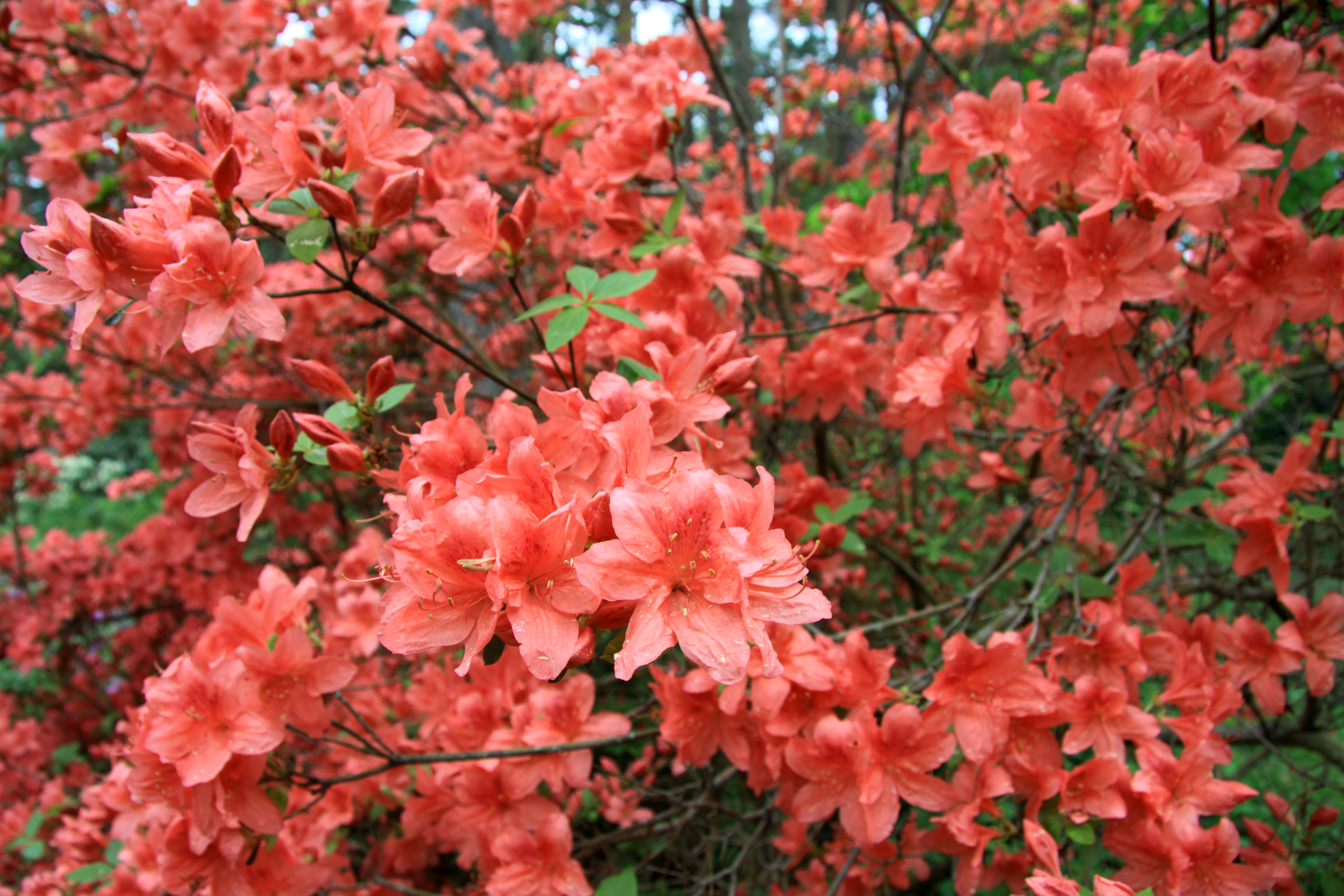 Kempfera rododendrs.