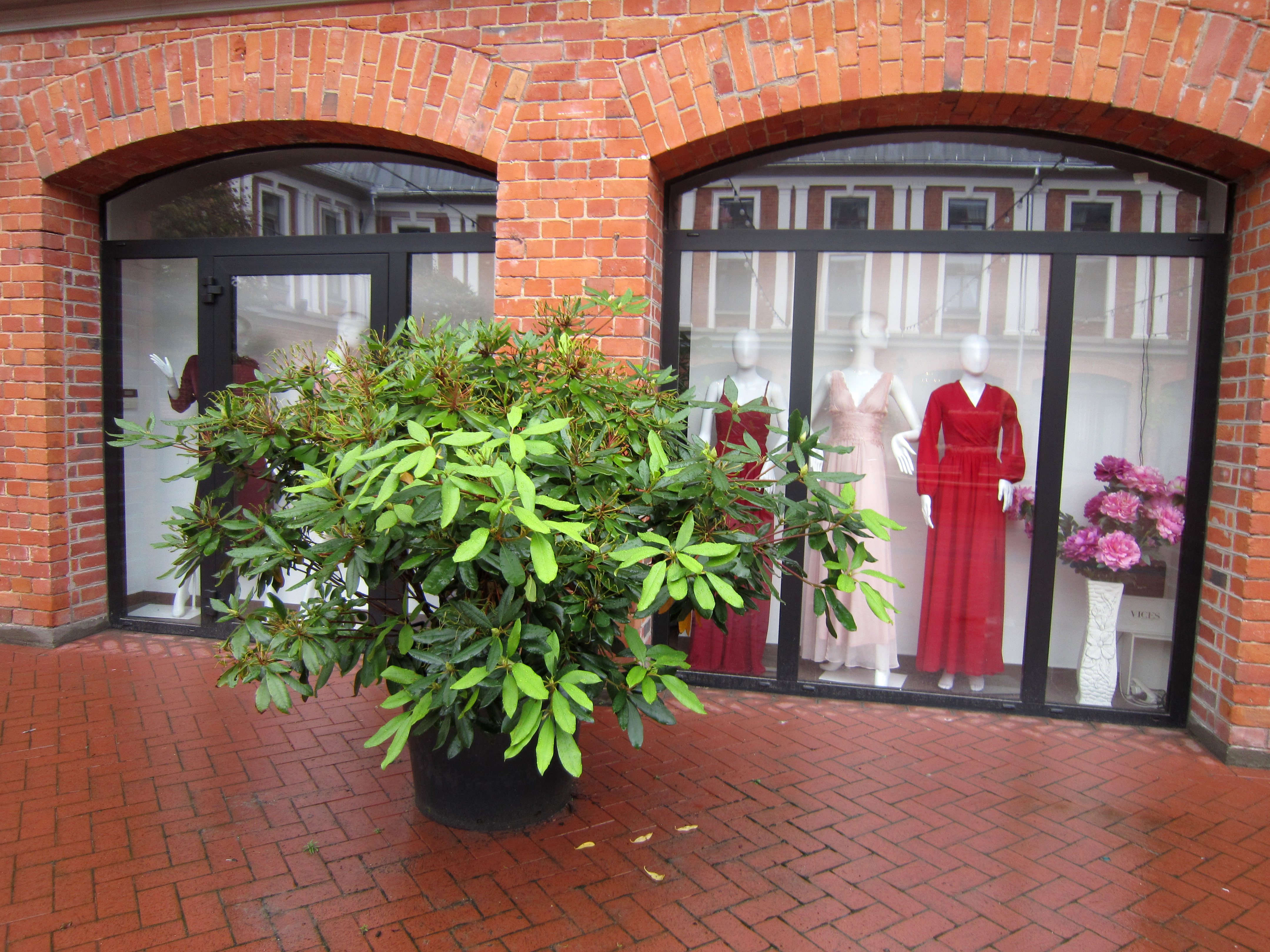 Rododendrs podā pie veikala Liepājā.