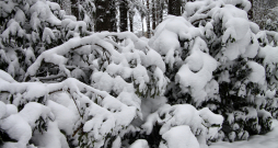 Sniegs noliecis rododendru zarus.