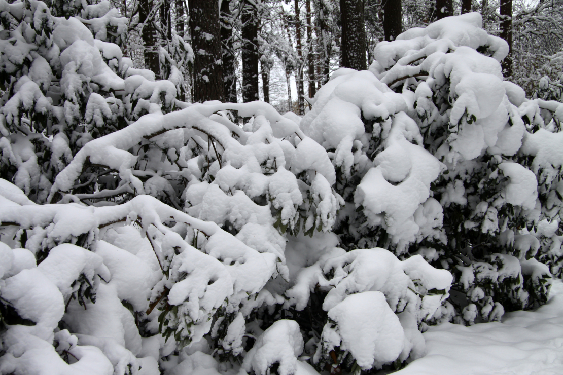 Sniegs noliecis rododendru zarus.