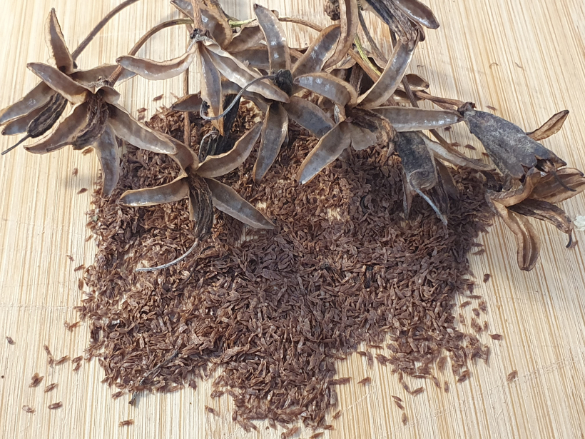 Īsaugļu rododendra pogaļas ar sēklām.