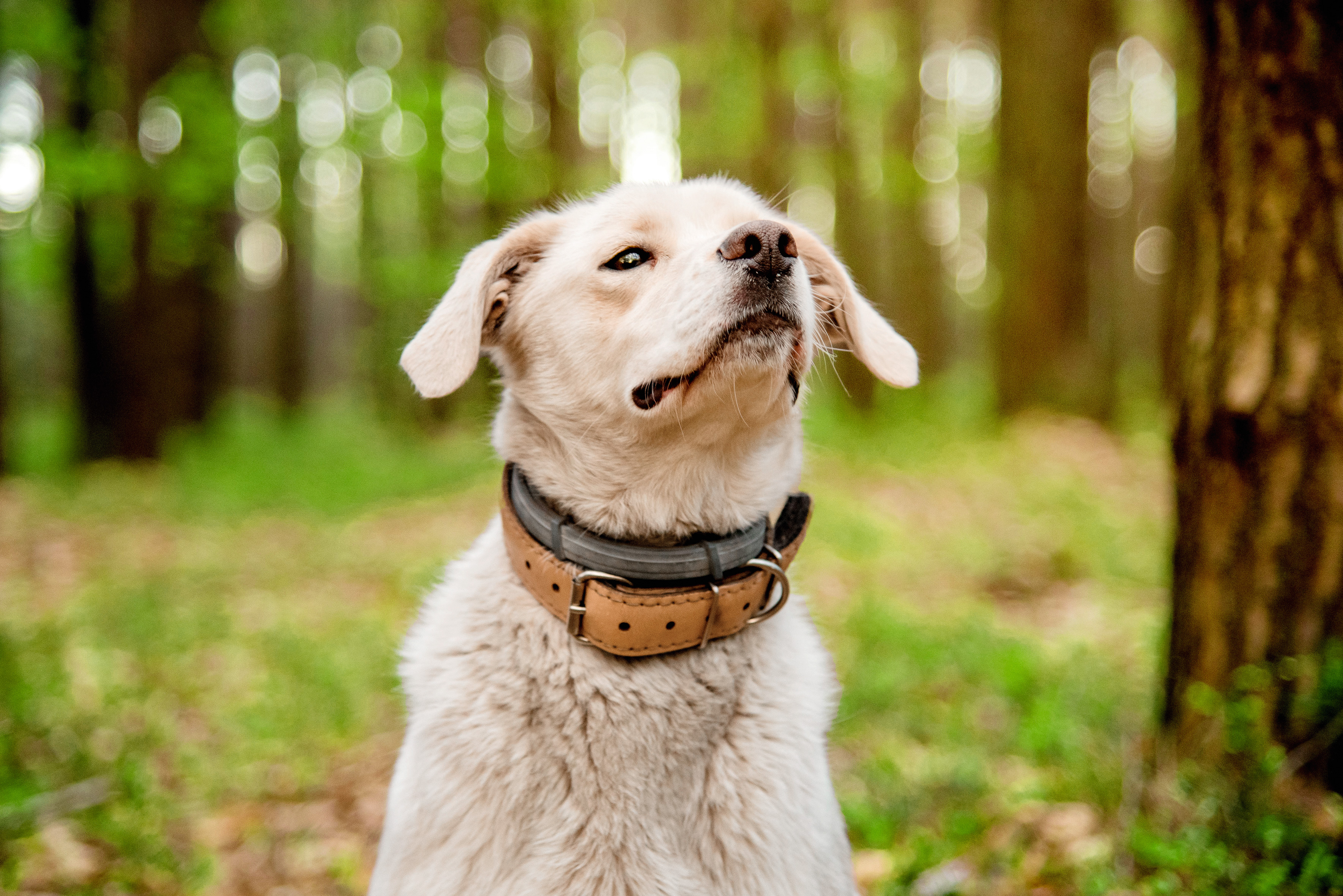 Pretērču kaklasiksna ir viena no efektīvākajām, kā pasargāt suni no ērcēm.