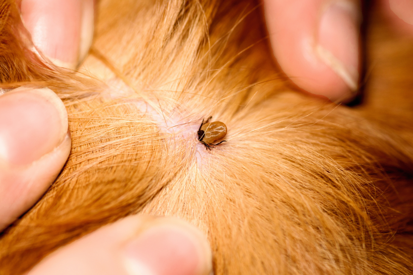 Ērces var pārnēsāt nāvējošu slimību izraisītājus.