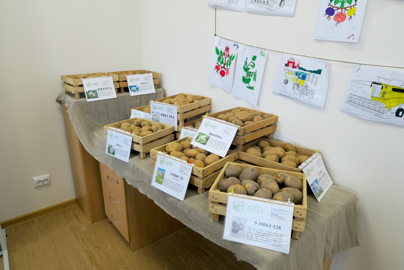 Priekuļu selekcionāru izveidotās kartupeļu šķirnes un jaunās līnijas, kuras vēl jāpārbauda.