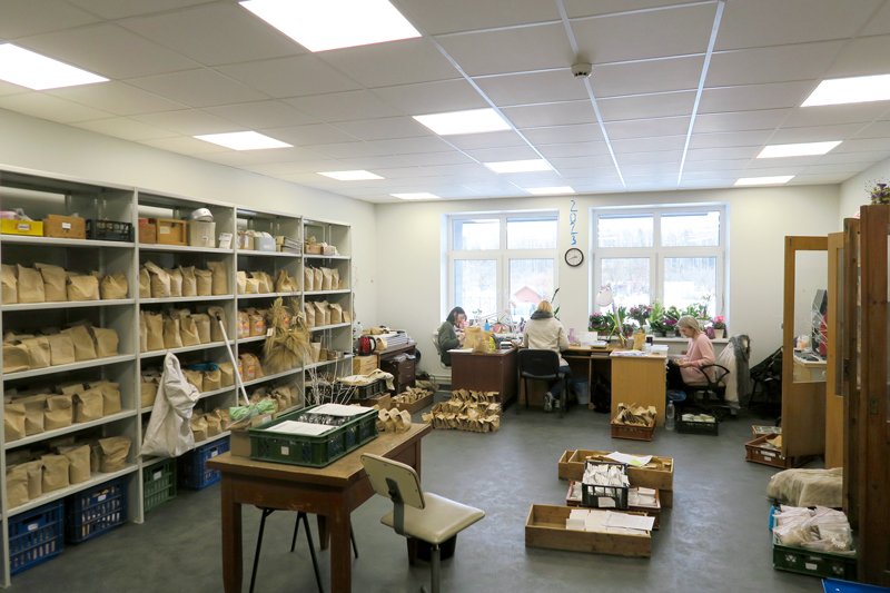 Vienā no Priekuļu laboratorijām notiek sēklu šķirošana.