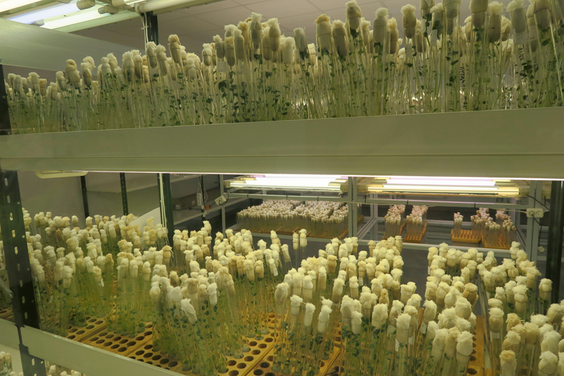 Priekuļu laboratorija.