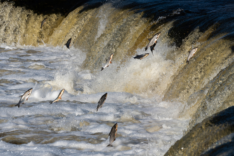 Ik pavasari vimbas lec pret straumi, mēģinot pārvarēt Ventas rumbu.