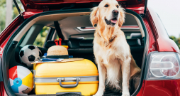 Par suņa un pašu drošību rūpējas, arī dodoties ceļojumā. 