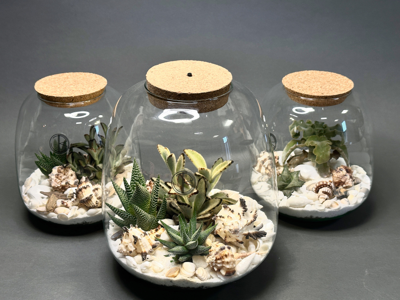 Stikla traukā augi izskatās perfekti kārtīgi un iederēsies jebkurā interjerā. Ja traukam ir vāks, arī ikdienas kopšana būs minimāla – noslauka tikai trauka ārpusi.