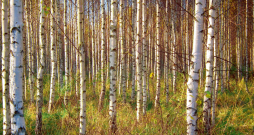 Privātajos mežos Latvijā dominē lapu koki un bērzs ir pati izplatītākā suga.