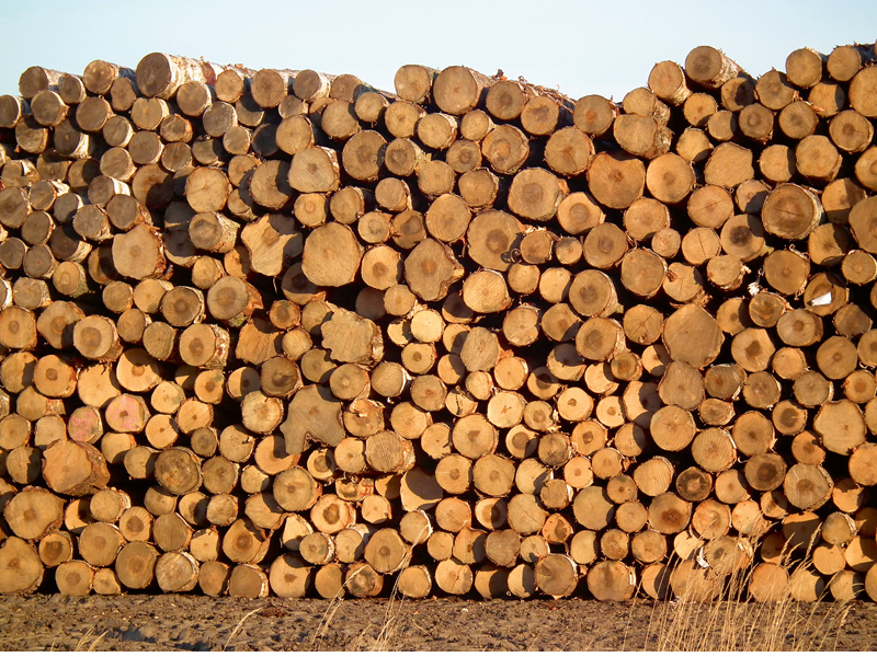 Ņemot vērā, ka Baltkrievijas un Krievijas bērza apaļkoksne nebūs pieejama, konkurence bērza apaļkoksnes tirgos saglabāsies sīva.