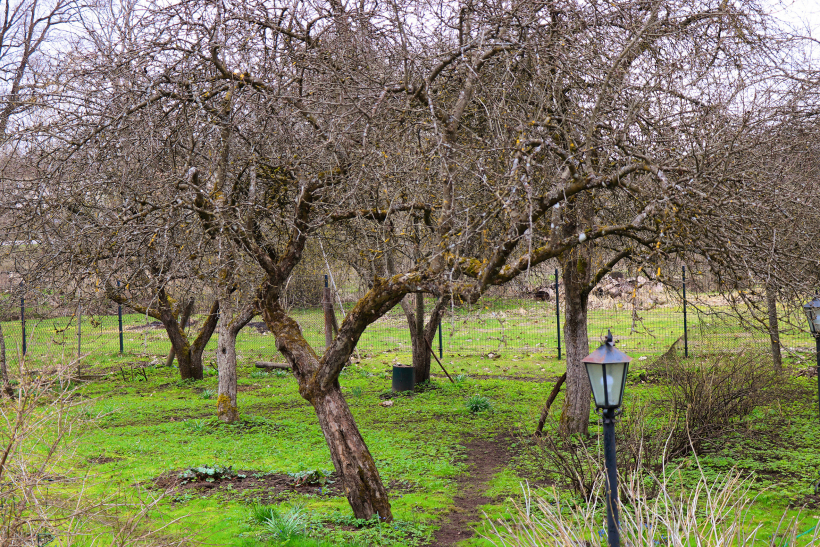 Ābeles pirms apgriešanas.