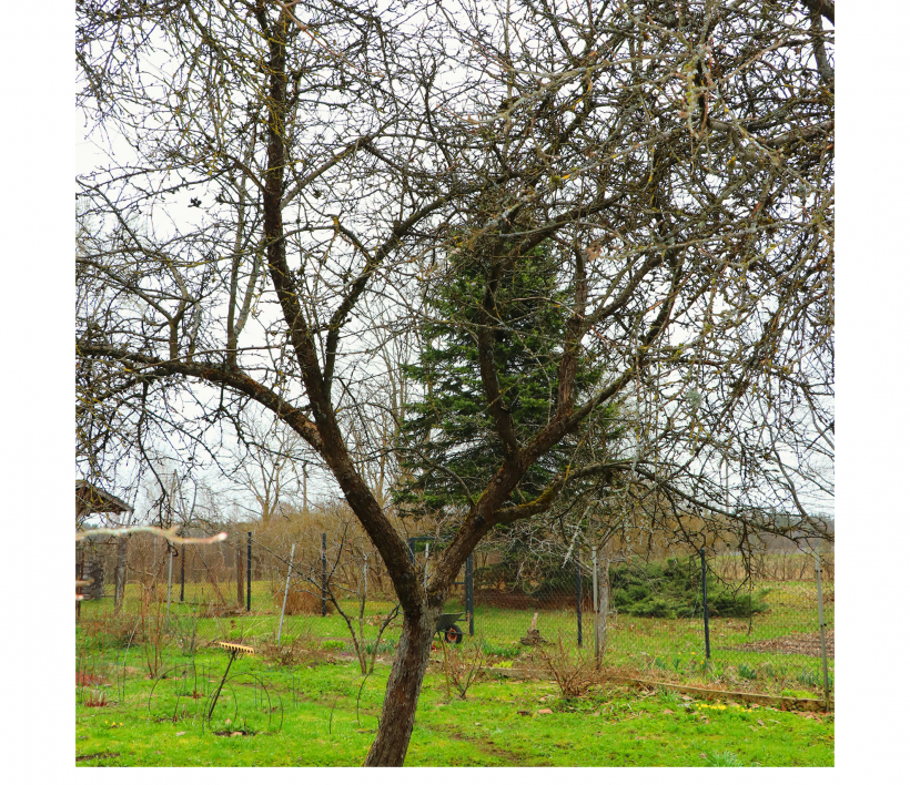 'Sīpoliņš' pirms apgriešanas...