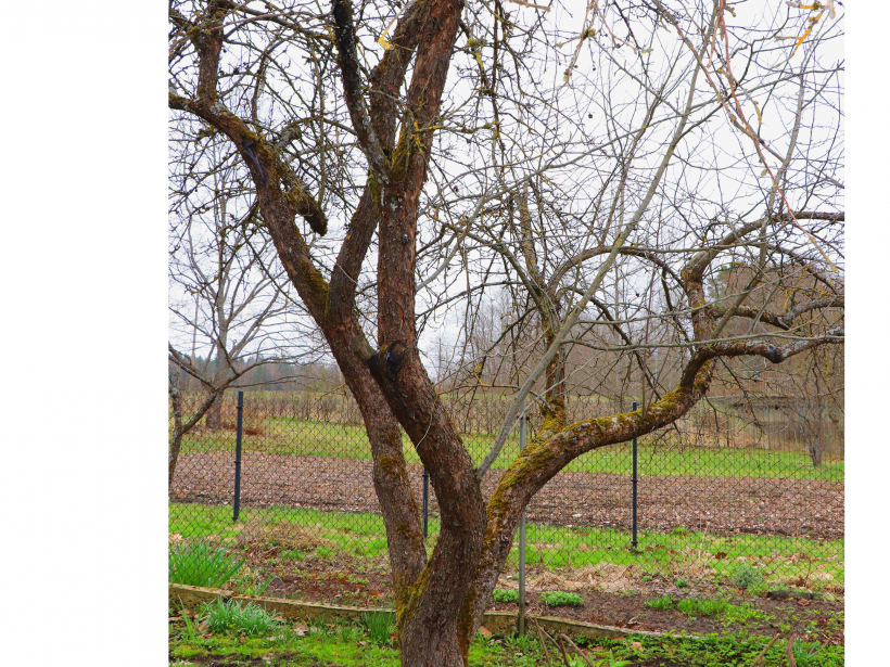 'Antonovka' pirms apgriešanas.