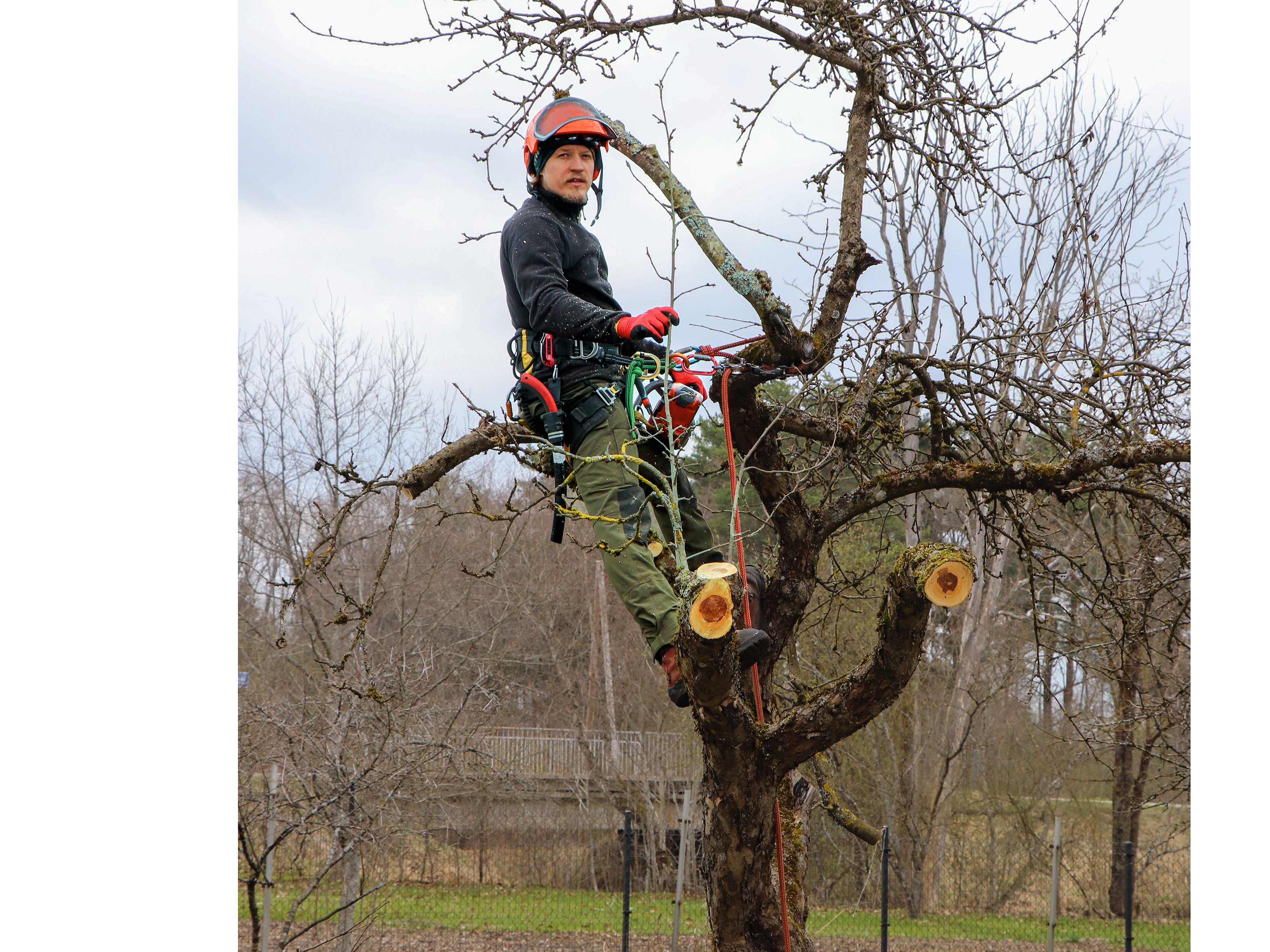 Arborists Aigars Māls izņem ne tikai bīstamos kokus, bet arī sakopj ābeļu vainagus.