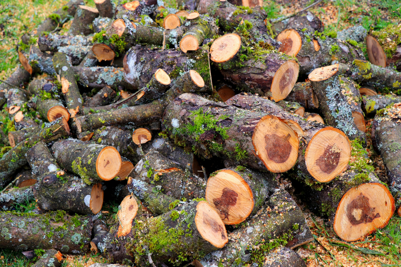 Stipri apgriežot ābeles, tiek iegūts arī gana daudz ekskluzīvas malkas, ko vērts pataupīt grilēšanas sezonai. Tikai jārēķinās, ka šķūnītī tā žūs pāris gadu, pirms to varēs likt lietā.