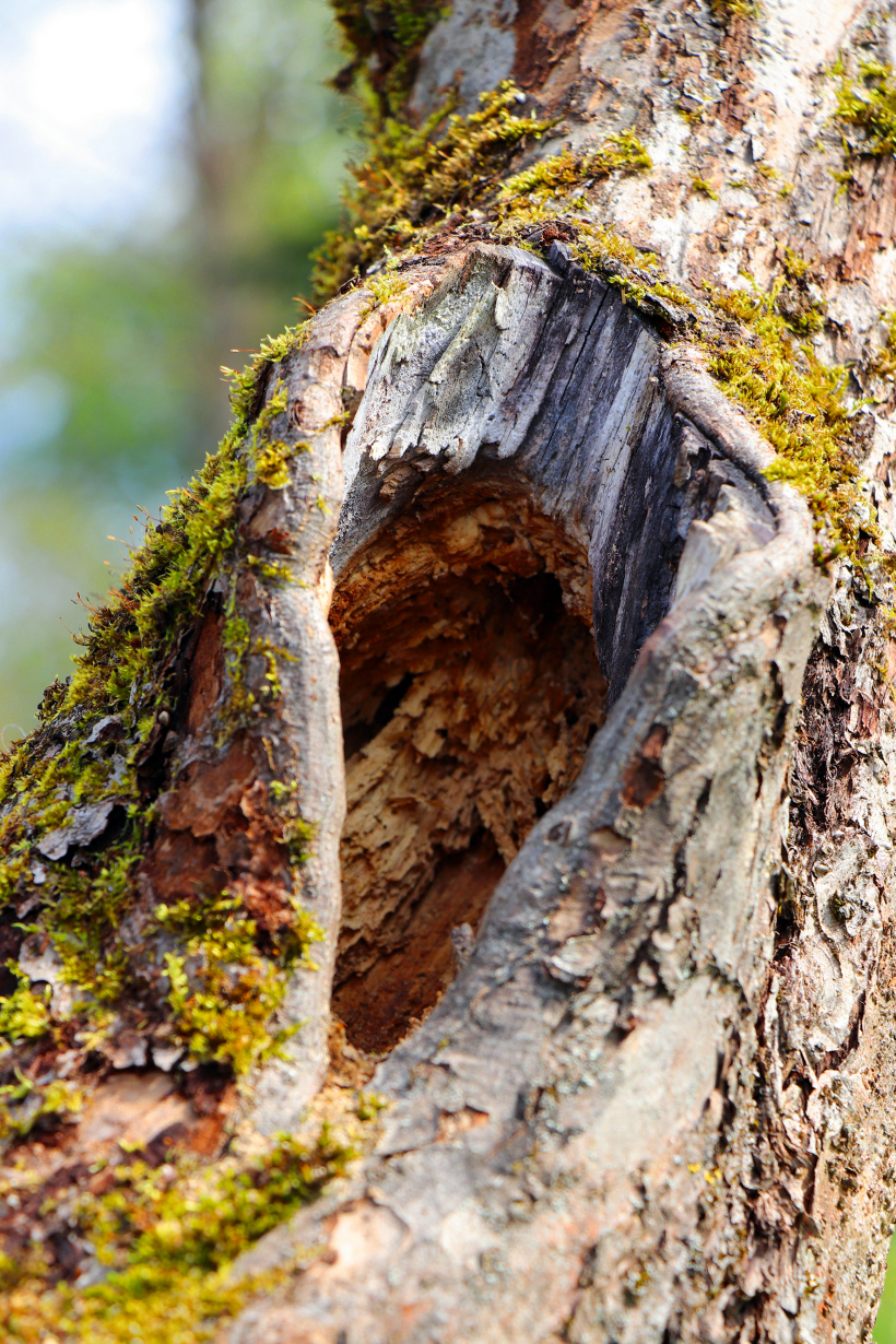 Šādiem, īpaši uz augšu vērstiem bojājumiem, vērts uztaisīt nelielu jumtiņu, lai dobumā neiekļūtu nokrišņi un nepaātrinātu koka bojāeju.