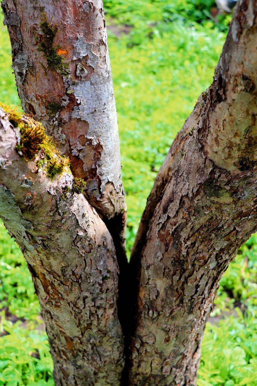 Arī ar šādu bojājumu vērts ābeli saglabāt, jo tā spēs vēl kādu laiku ražot.