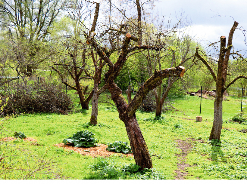 Pēc šādas apgriešanas uz ražu var cerēt pēc pāris gadiem.