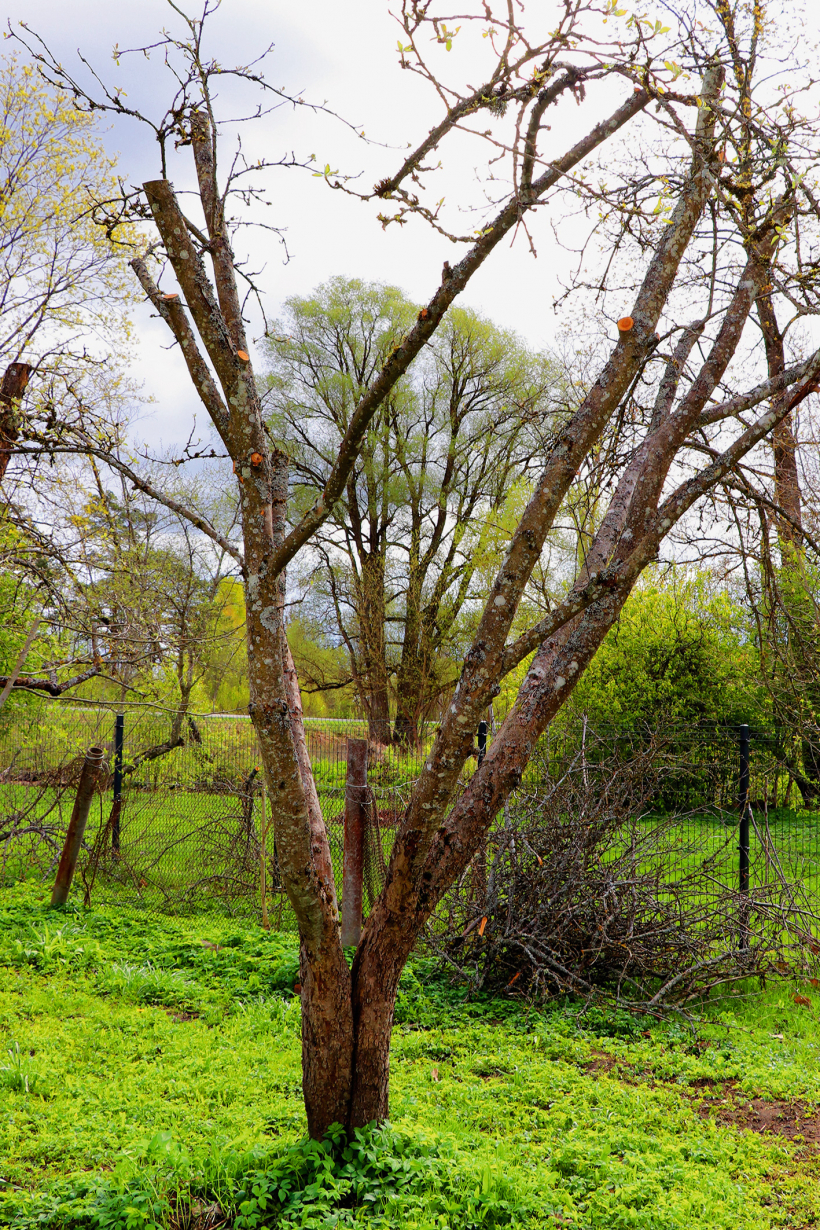 Ābelei, kuras zari vērsti uz visām pusēm, kādā vētrā tika iešķelts stumbrs.