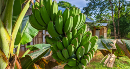 Triploīdā banānu šķirne ‘Musa acuminata × balbisiana’.