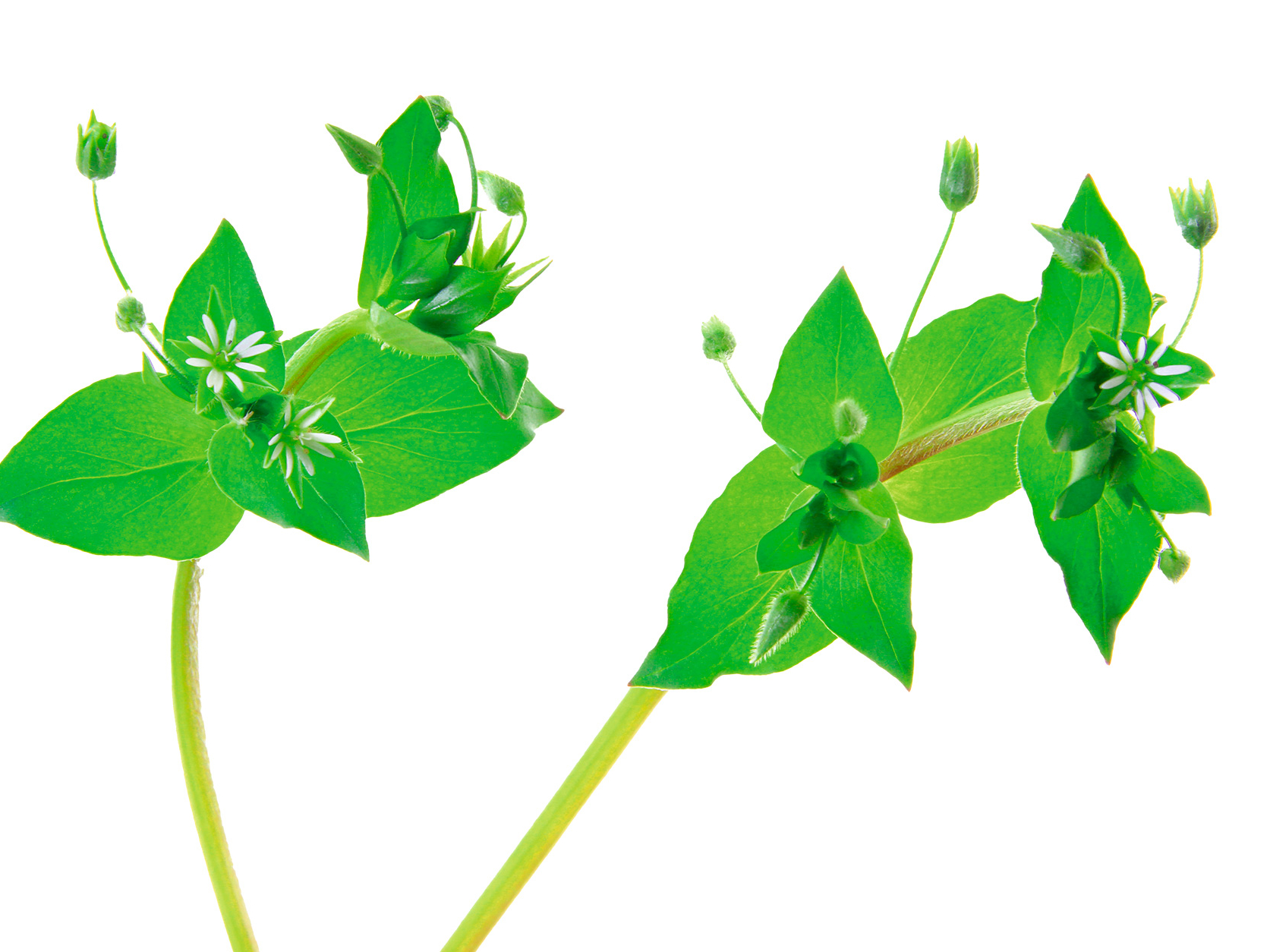 Parastā virza (Stellaria media).