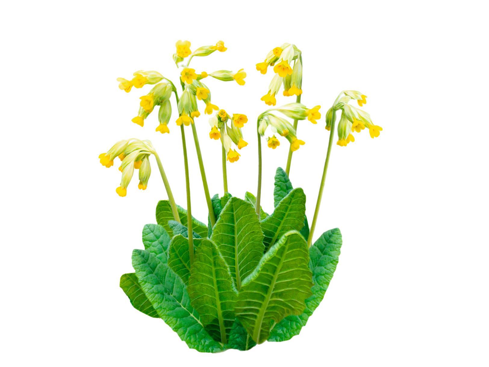 Gaiļbiksīte (Primula veris L.).