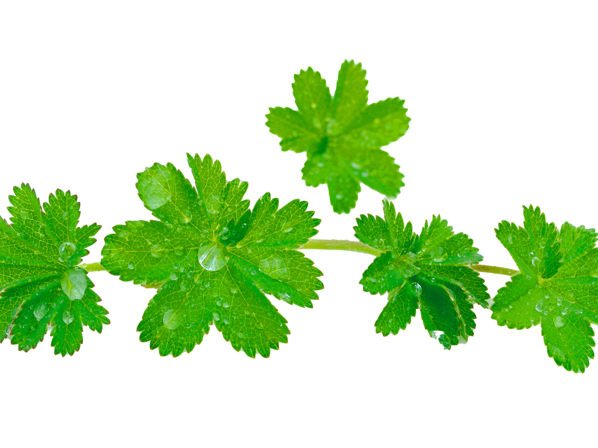 Parastais rasaskrēsliņš, raspodiņš (Alchemilla vulgari).