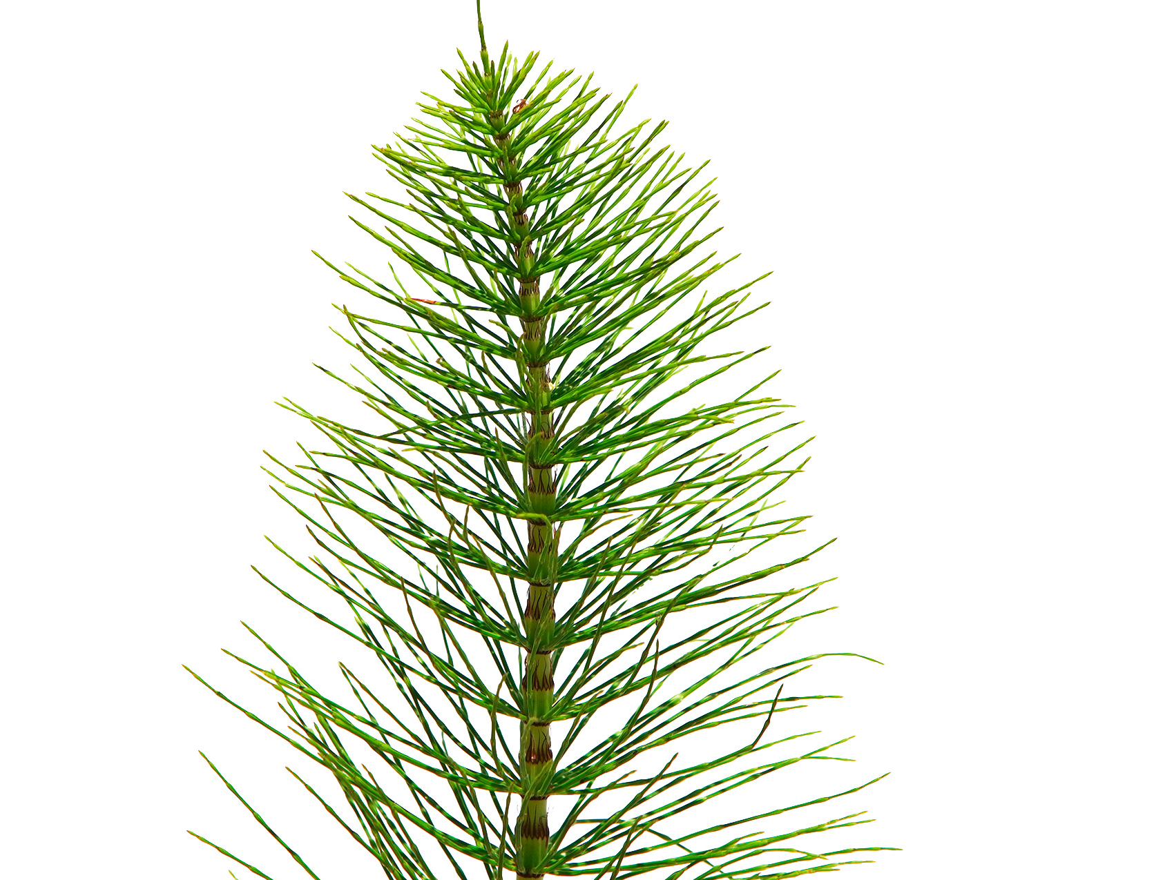 Tīruma kosa (Equisetum arvense L.)