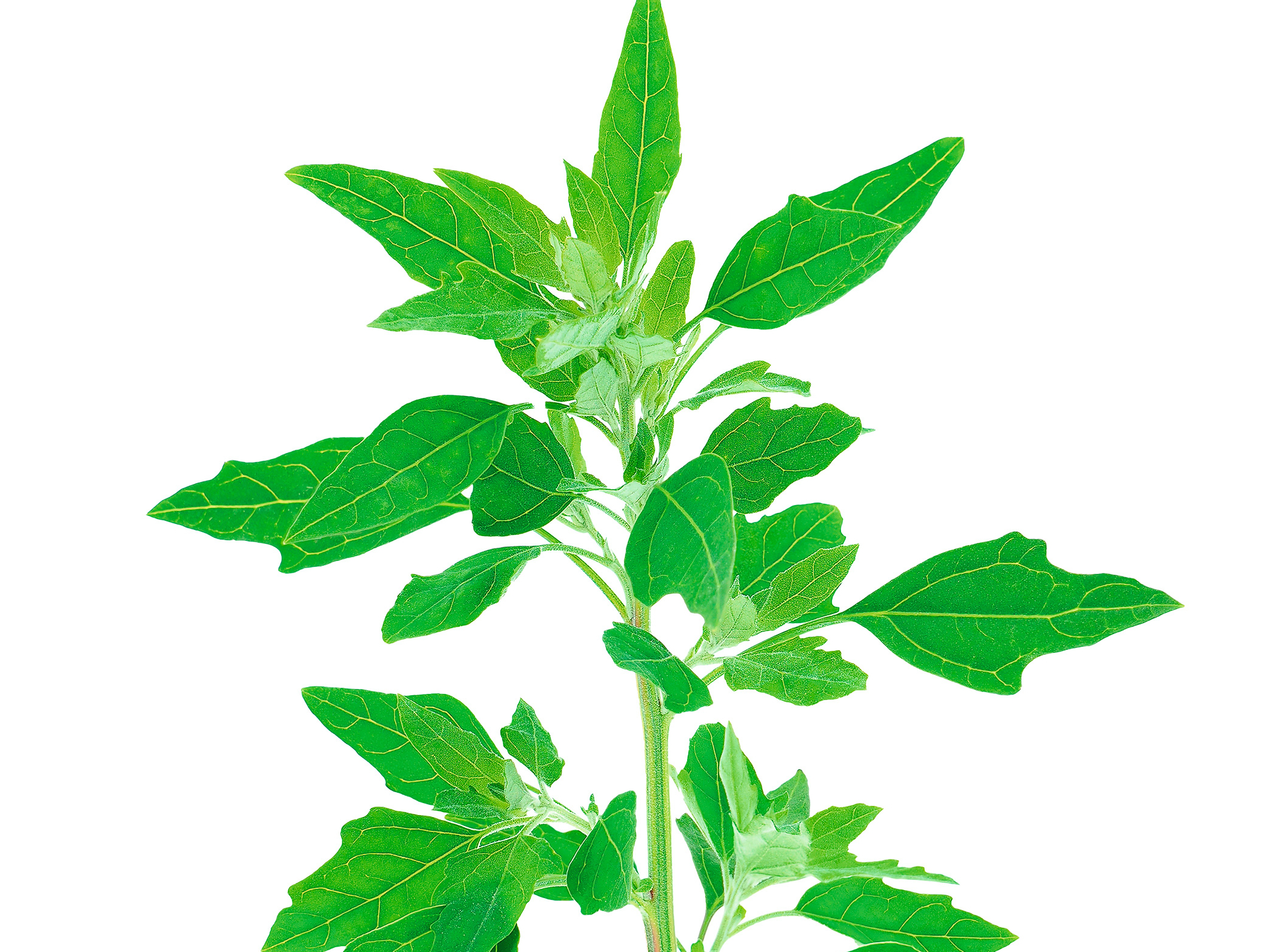Balanda (Chenopodium ambrosioides L.)