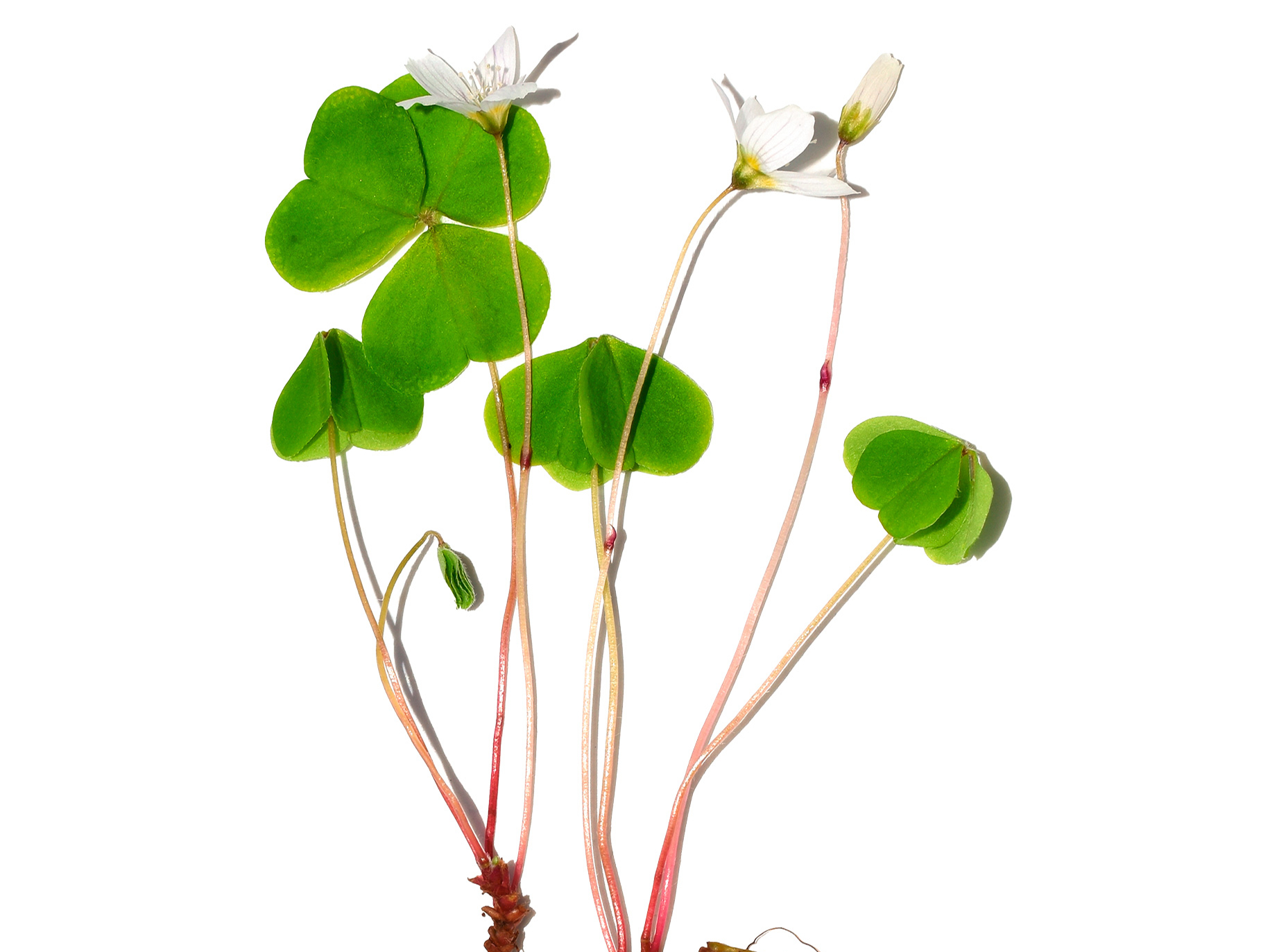 Meža zaķskābene, zaķkāposts (Oxalis acetosella).