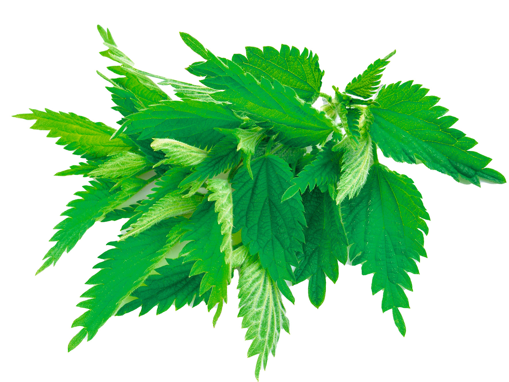 Lielā nātre (Urtica dioica).