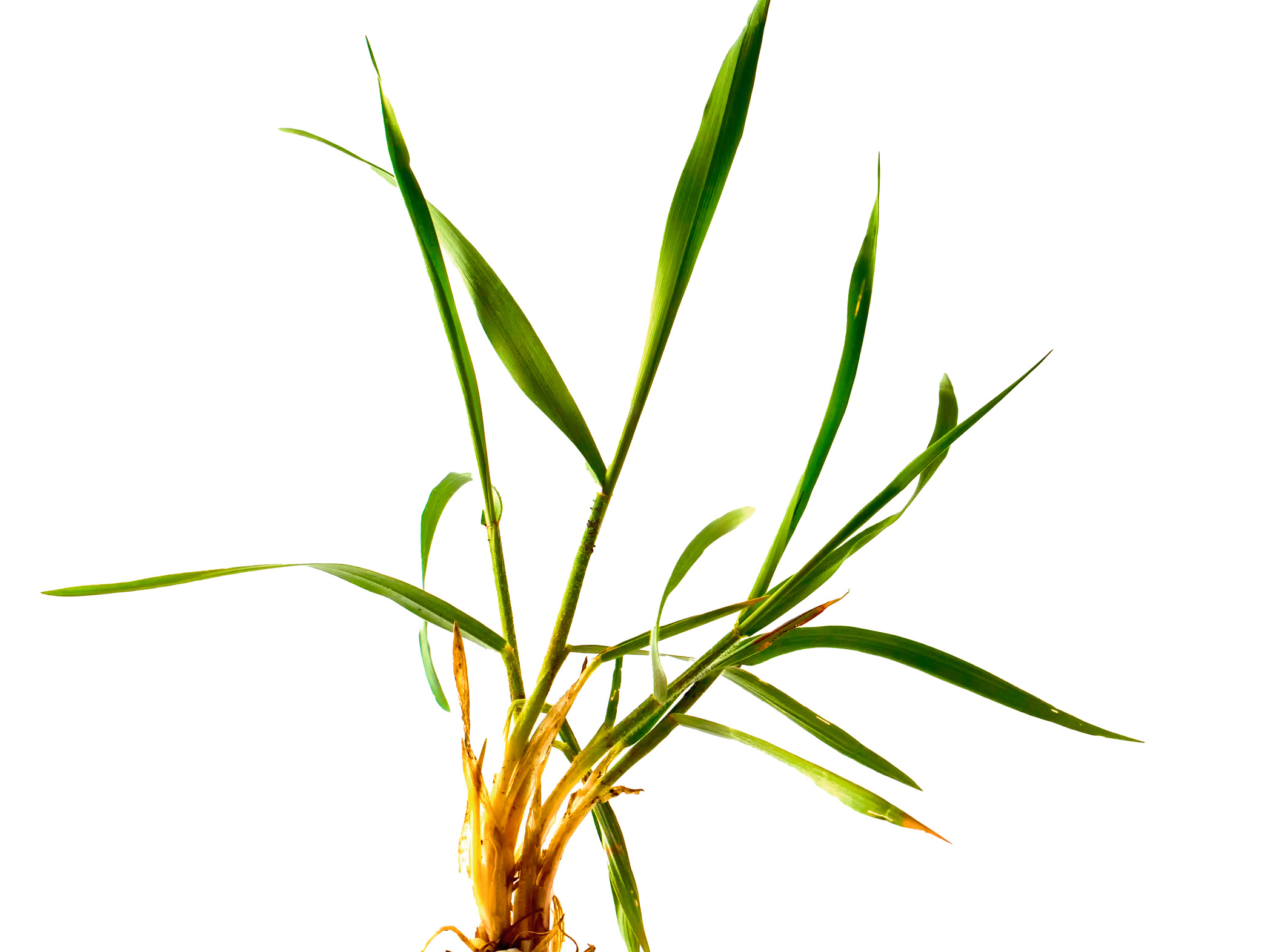 Ložņu vārpata (Agropyron repens).
