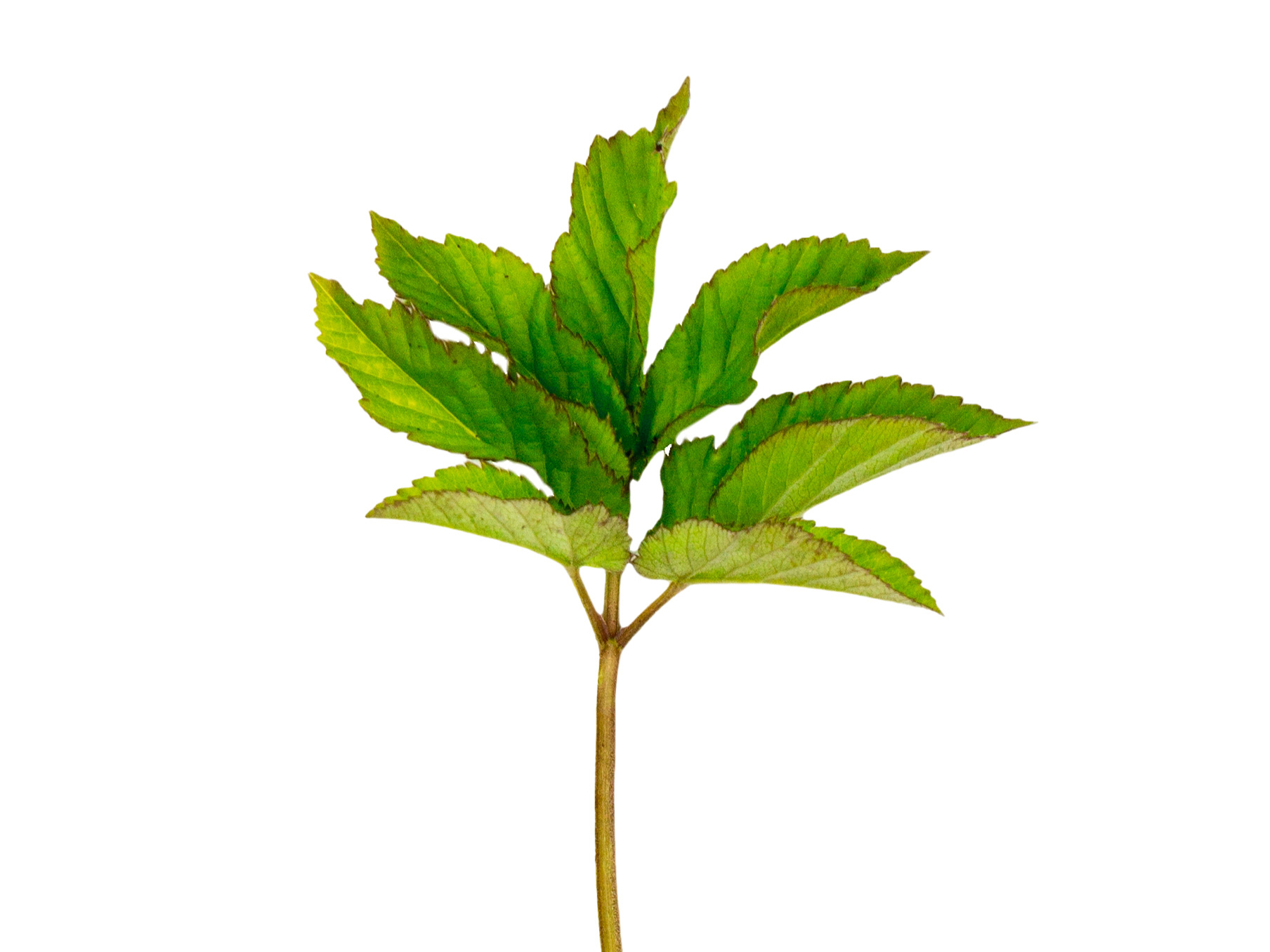 Gārsa (Aegopodium podagraria).