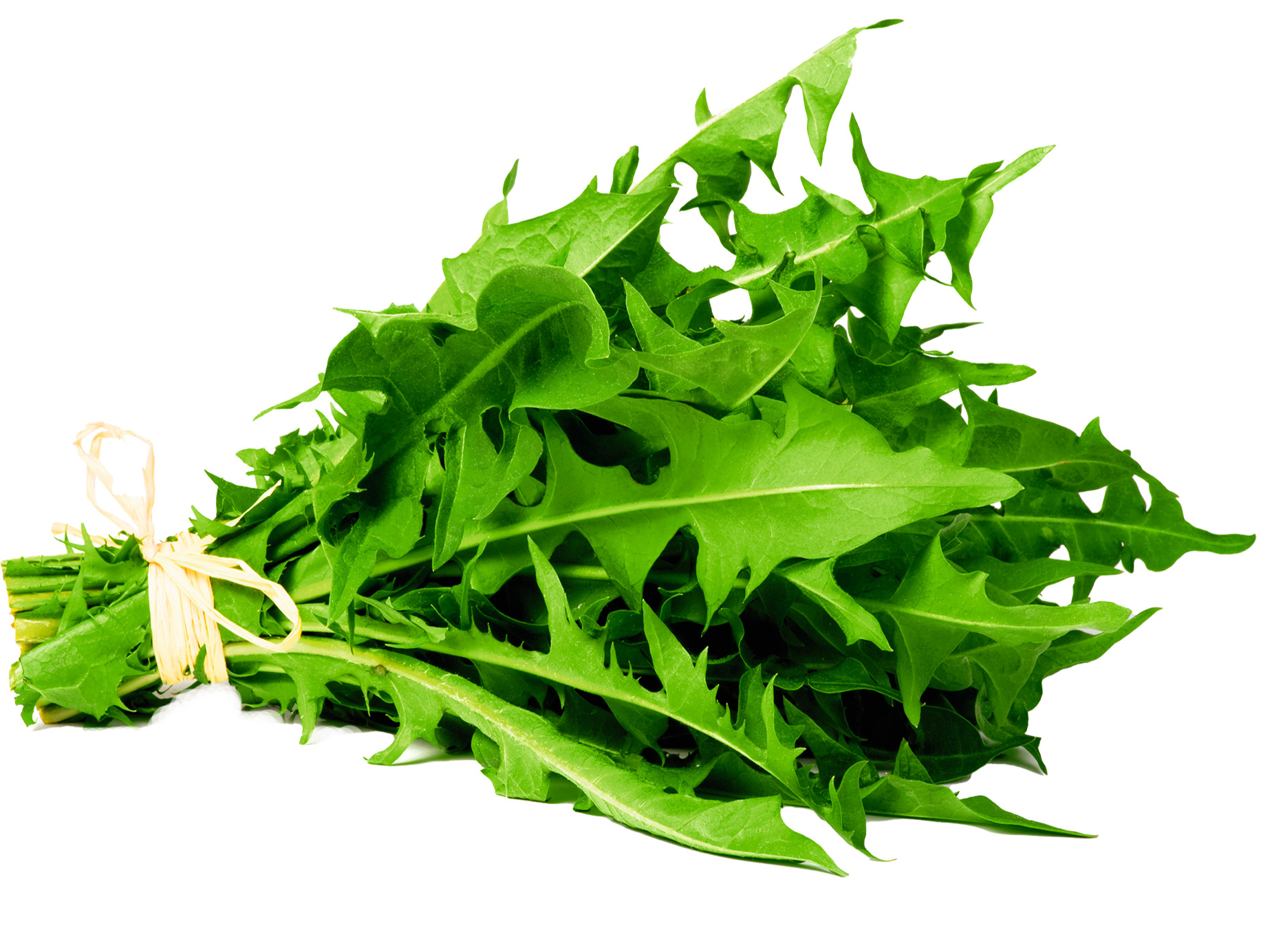 Pieneņu lapiņas (Taraxacum officinale).